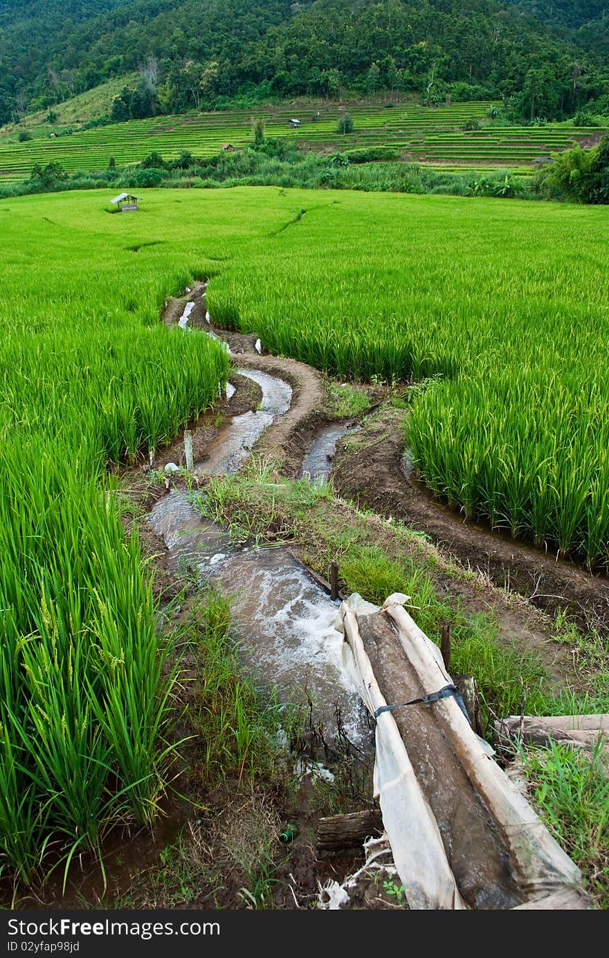 Rice Terraces,Mea chame, Thailand