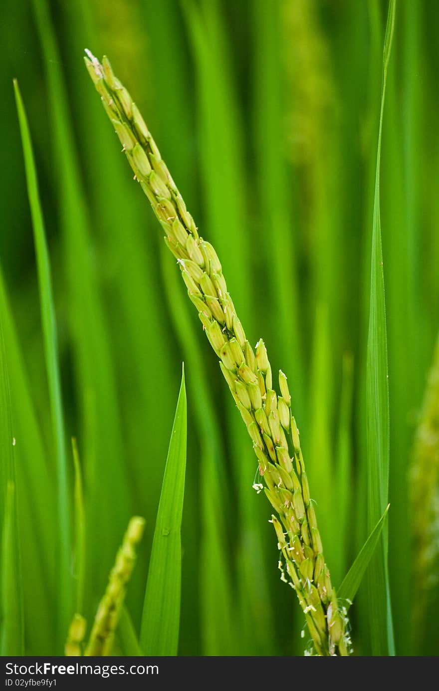 Rice field crop, north of Thailand