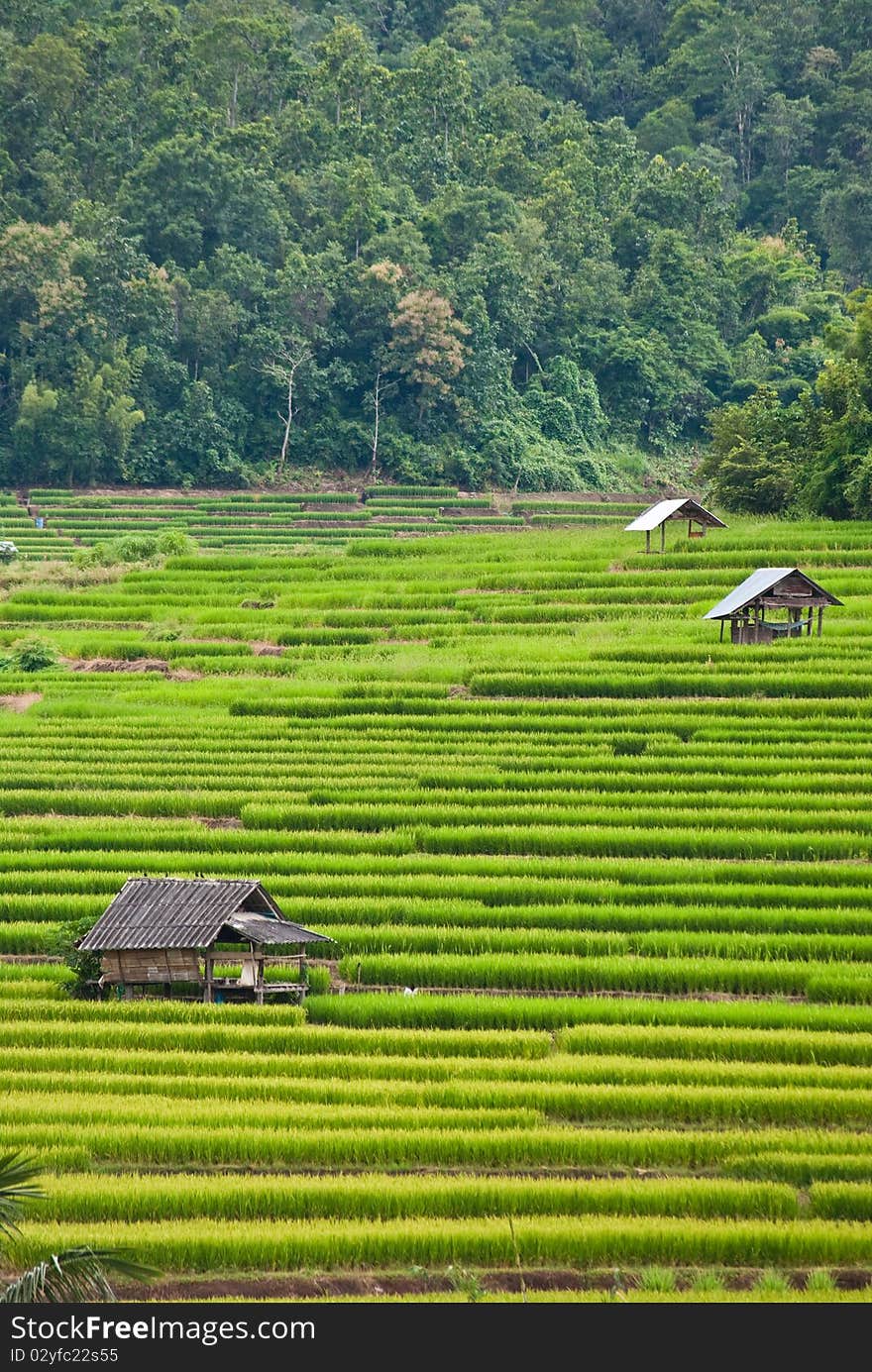 Rice Terraces,Mea chame,  Chamgmai,Thailand. Rice Terraces,Mea chame,  Chamgmai,Thailand