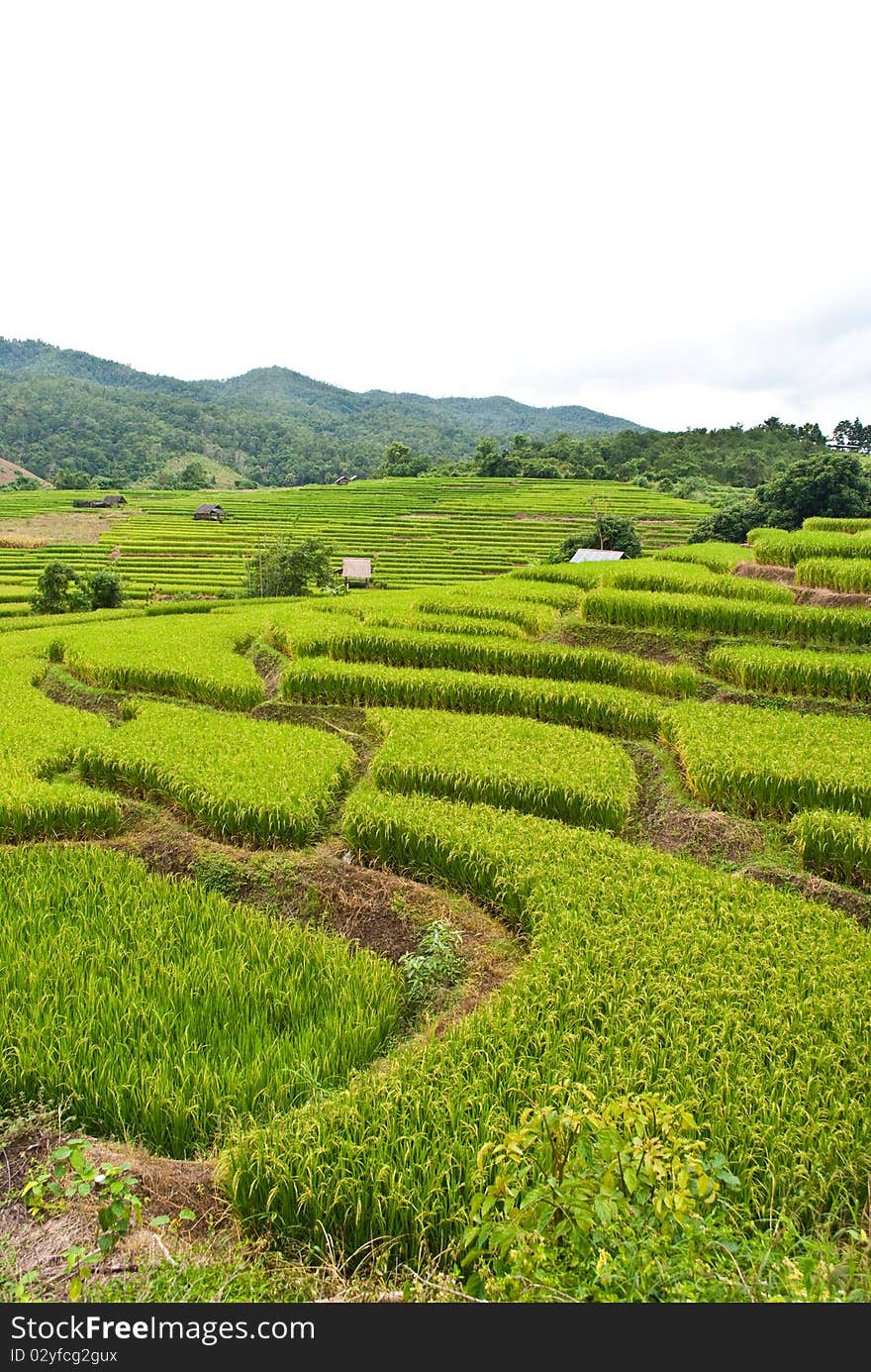 Rice Terraces,Mea chame, Thailand