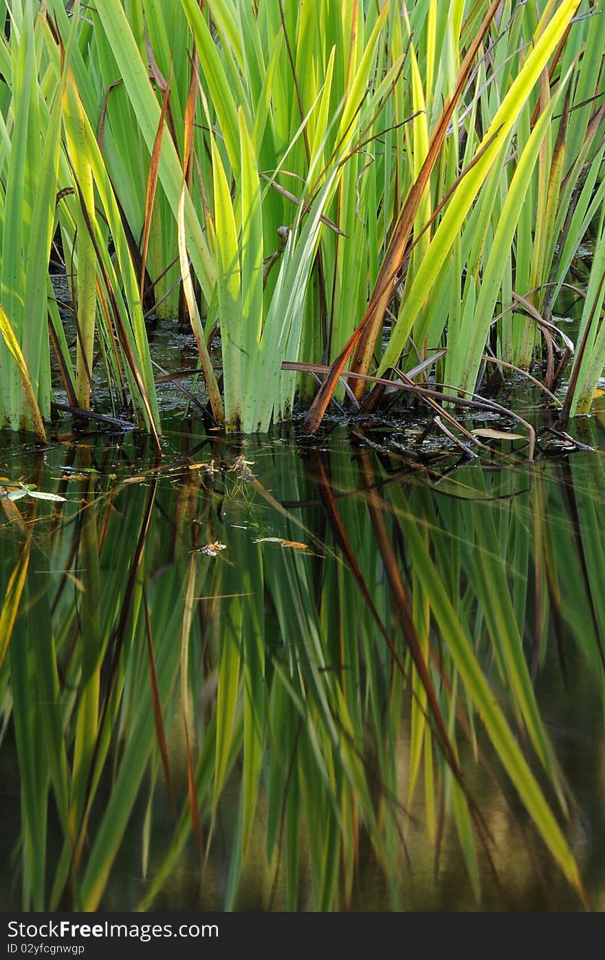 Lotus plant growing in calm garden pond water