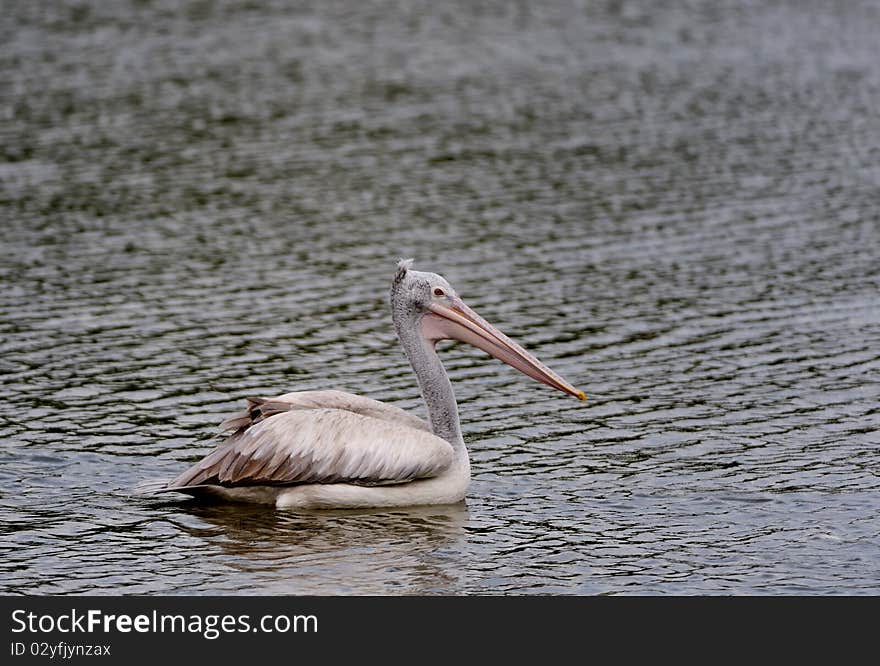 Pelican