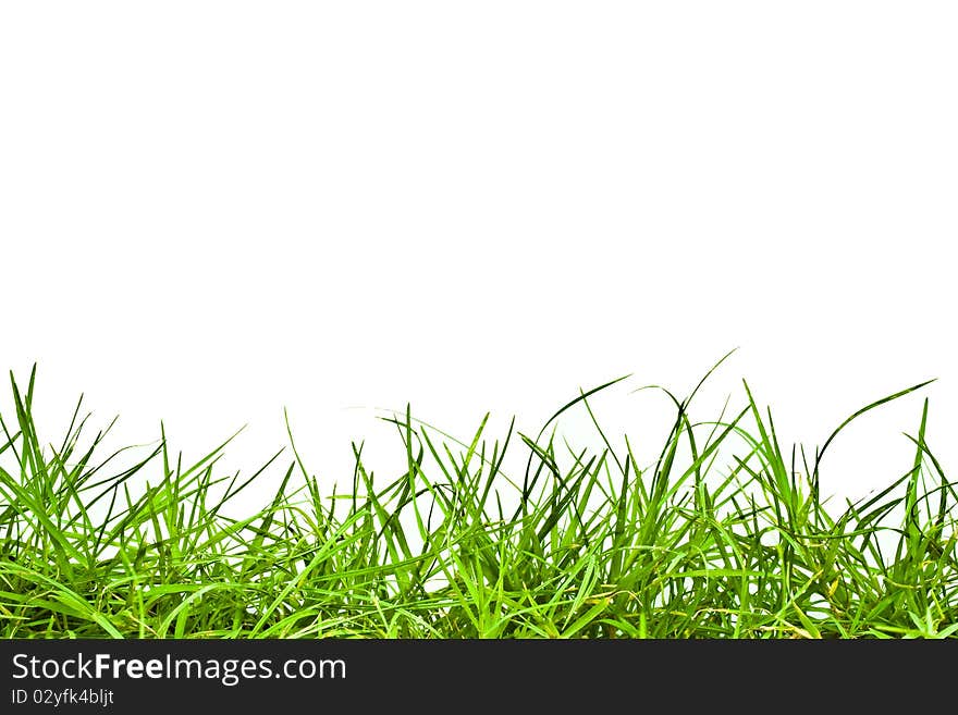 Green grass isolated on white