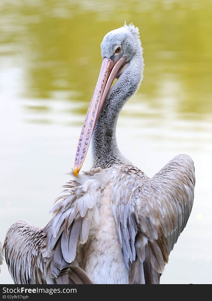 Pelican