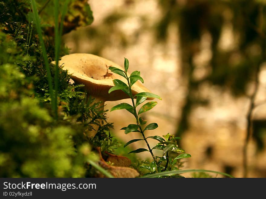 Mushroom among a moss with a midge on a hat