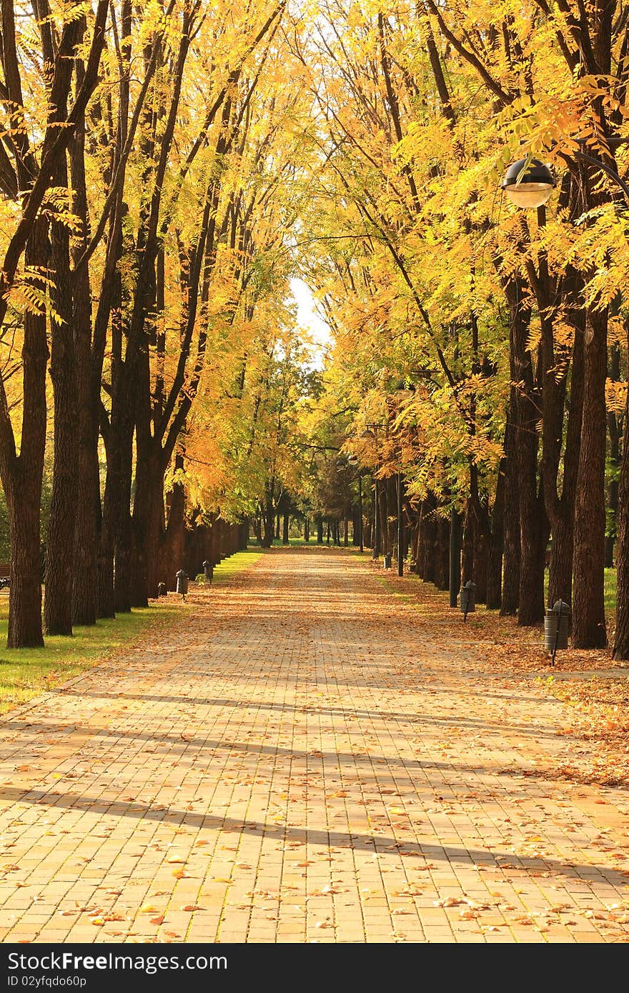 Alley and the trees in a city park in autumn. Alley and the trees in a city park in autumn