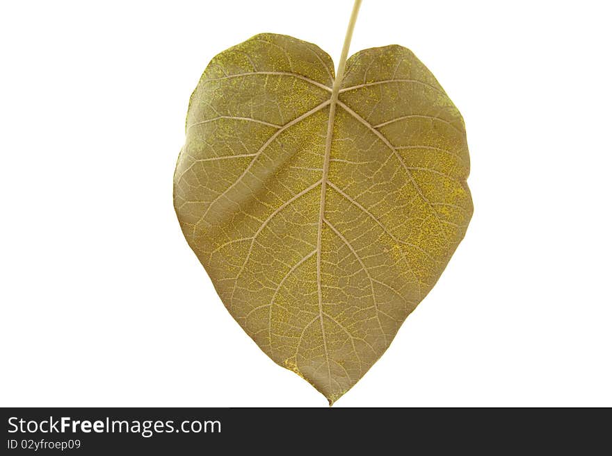 Blue bell tree leaf