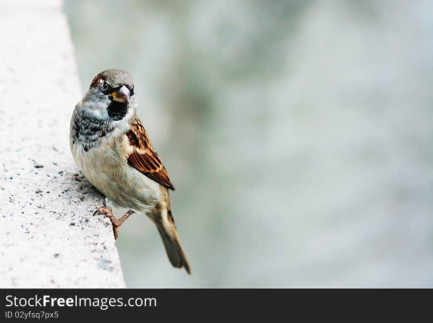 Little bird sitting on edge. Little bird sitting on edge