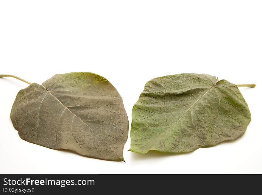 Leaves of the blue bell tree. Leaves of the blue bell tree