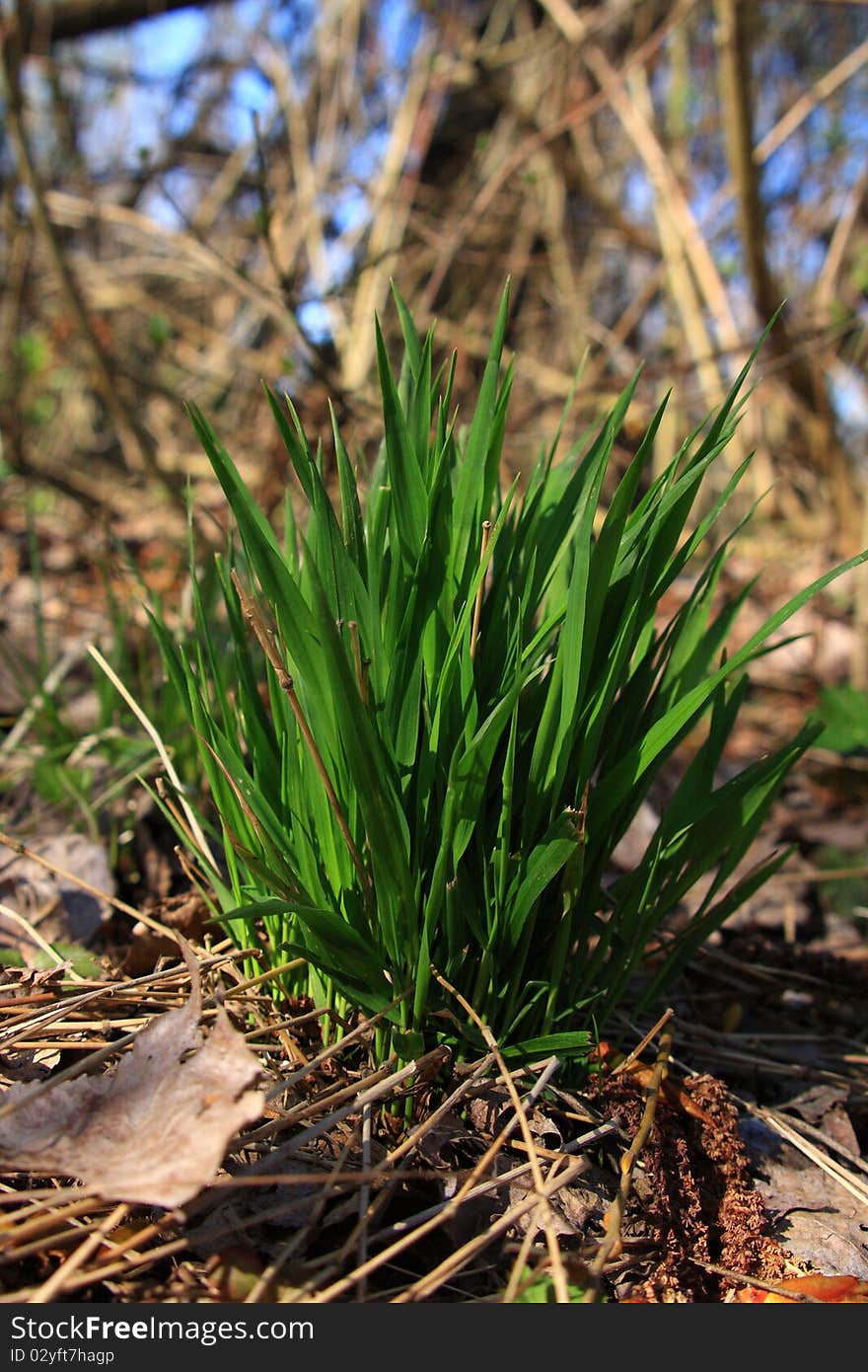 Tuft of Green Grass