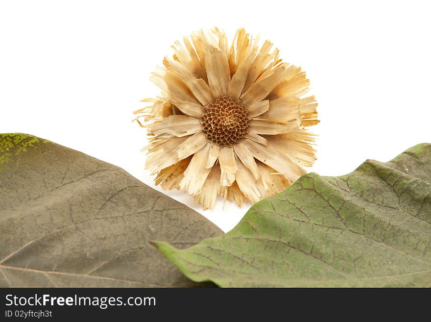 Leaves of the blue bell tree with flower. Leaves of the blue bell tree with flower