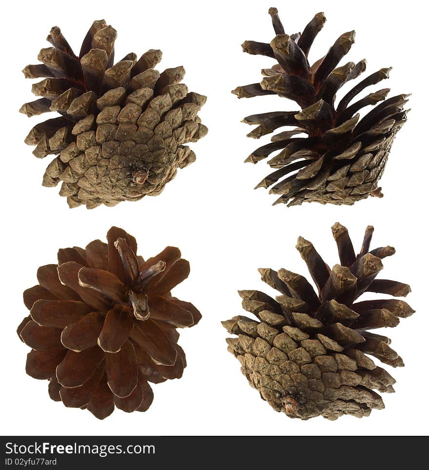 Pine cones set