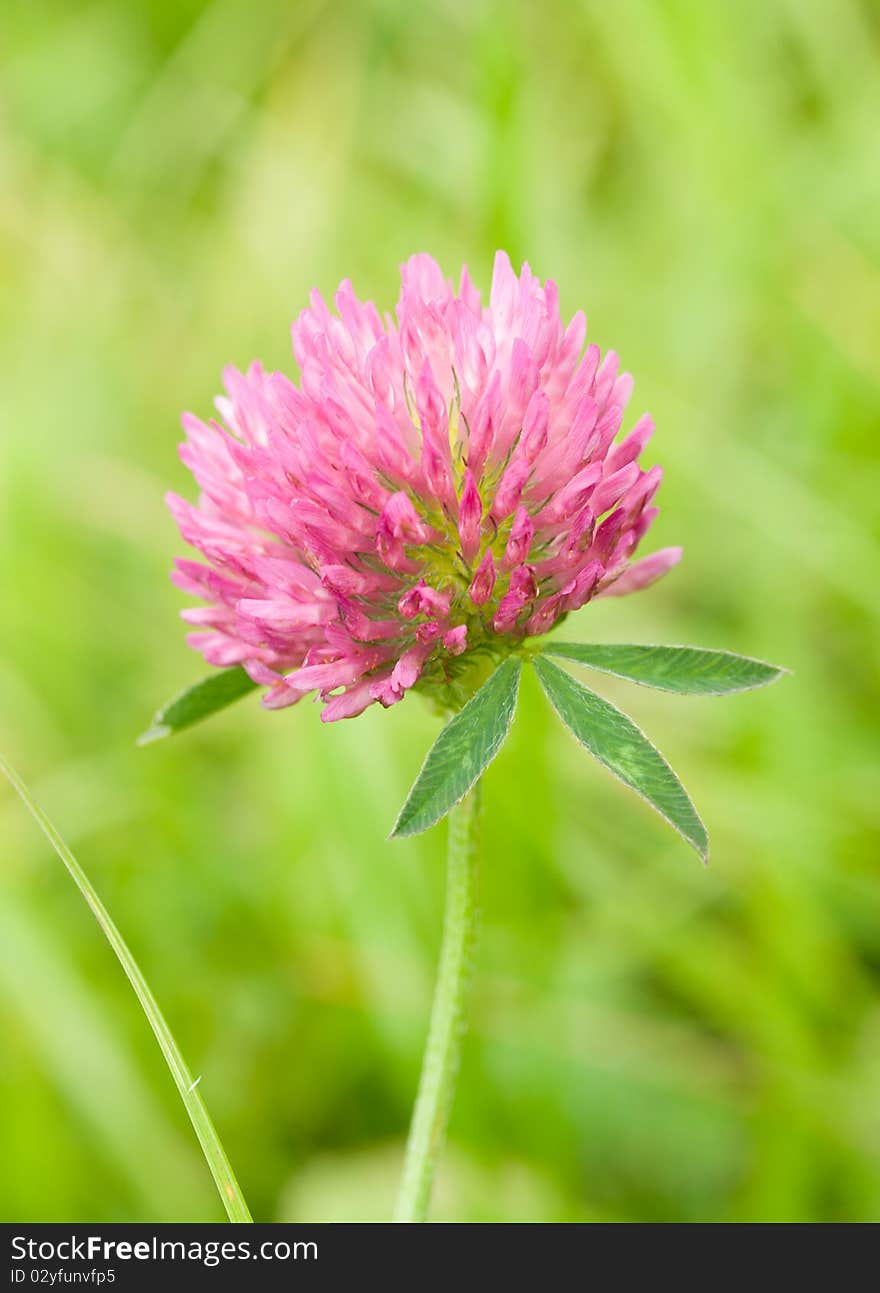 Pink clover against a green background