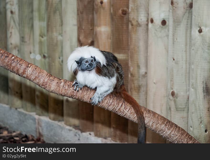 Cotton Top Tamarin on a branch. Cotton Top Tamarin on a branch