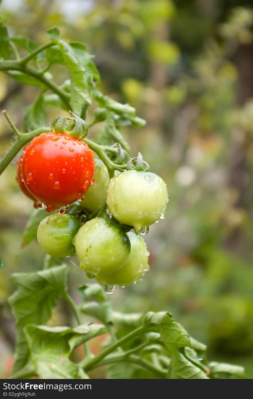 Tomatoes covered with drops