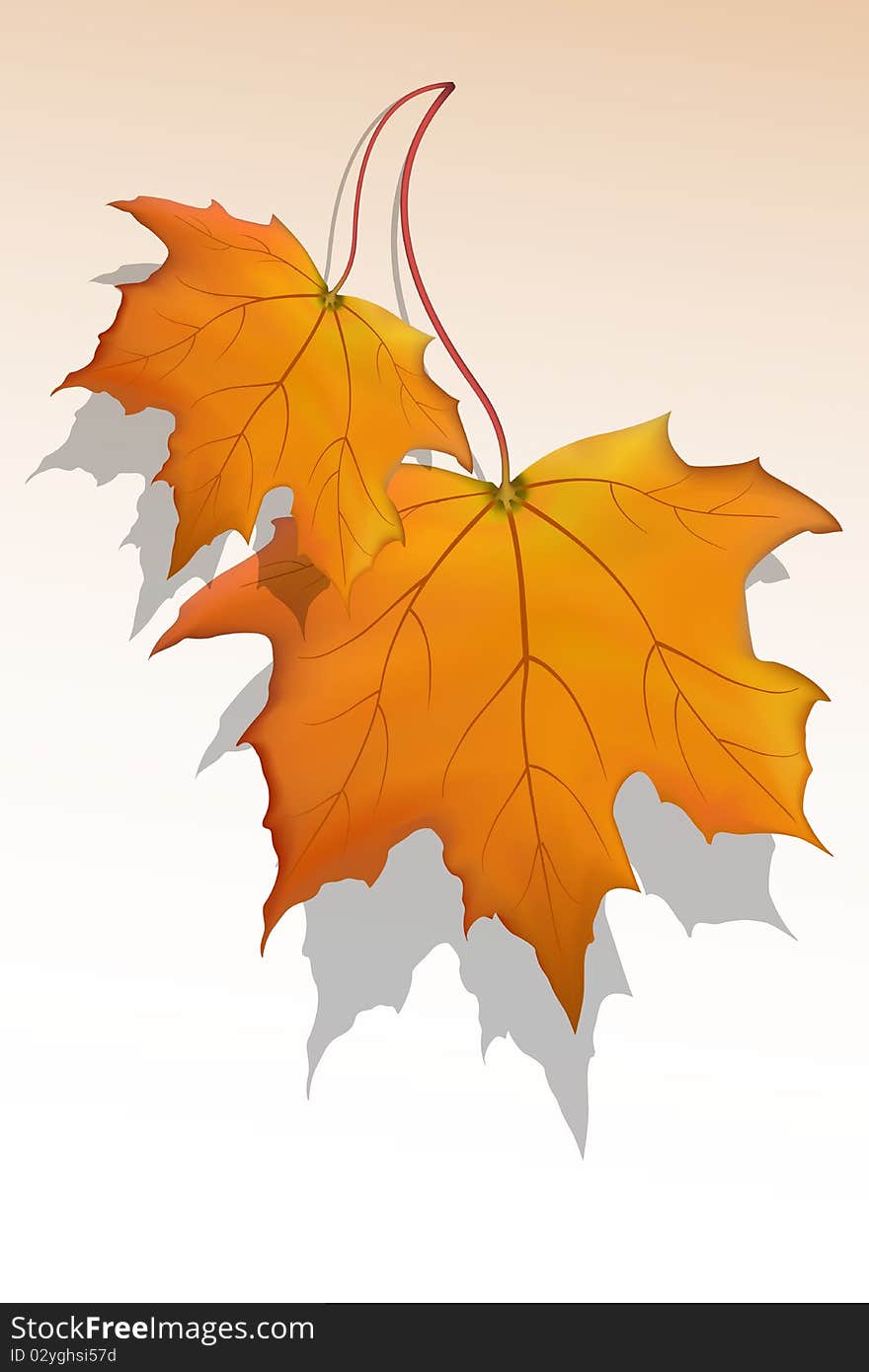 Illustration of  maple leaf