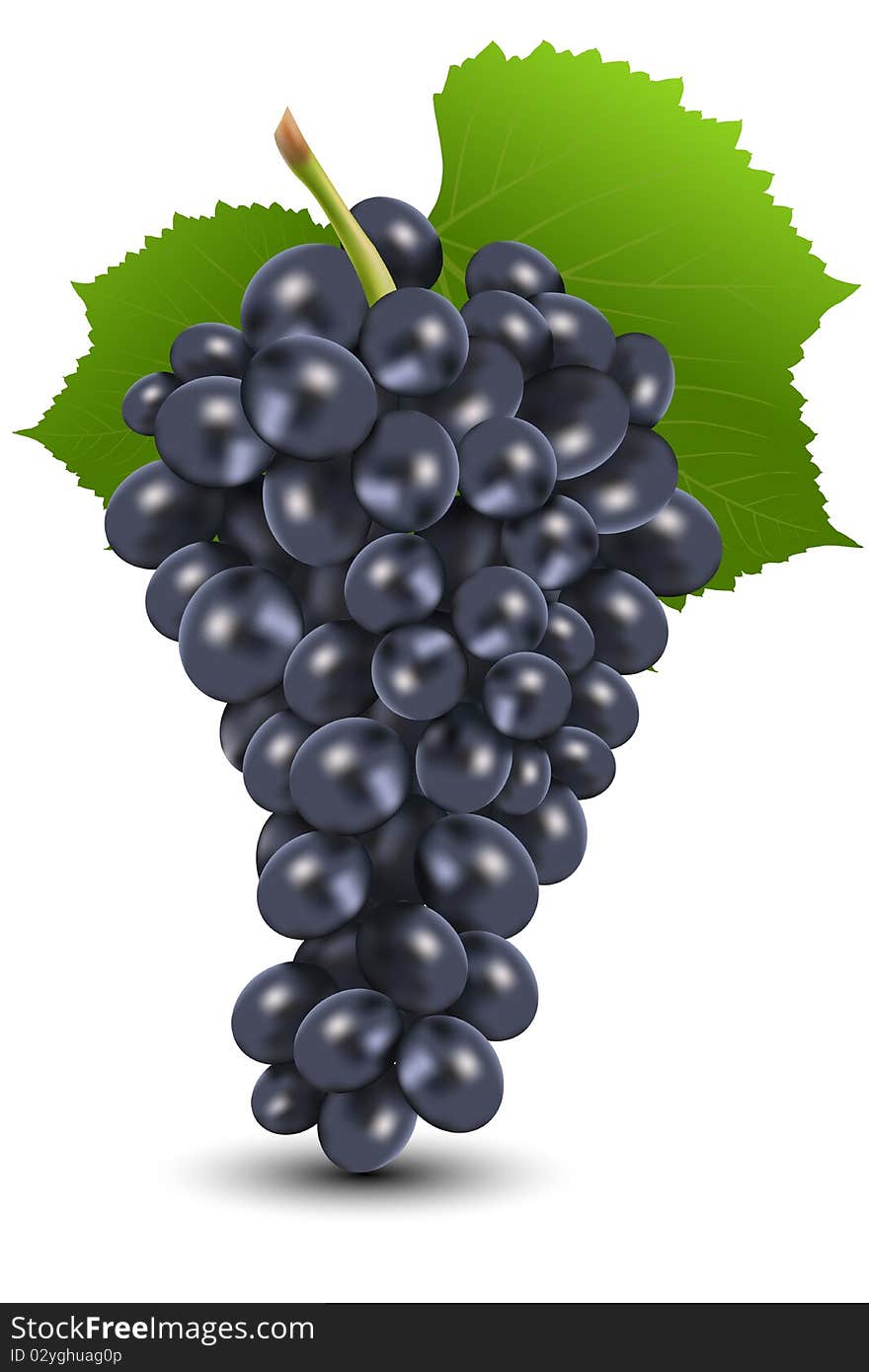 Illustration of bunch of black grapes on isolated background