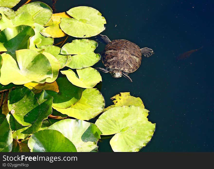 Tortoise swimming in a pond