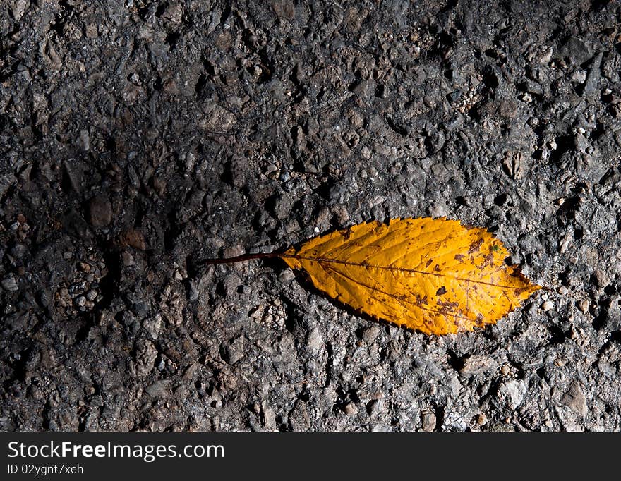 Autumn leaf on the road.