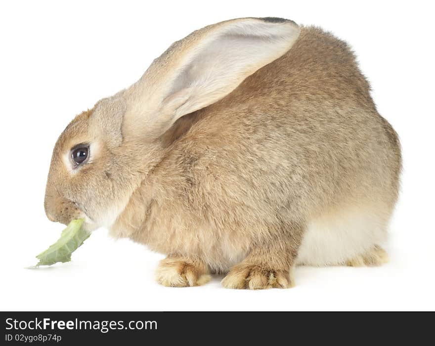 Beautiful big red rabbit on a white background