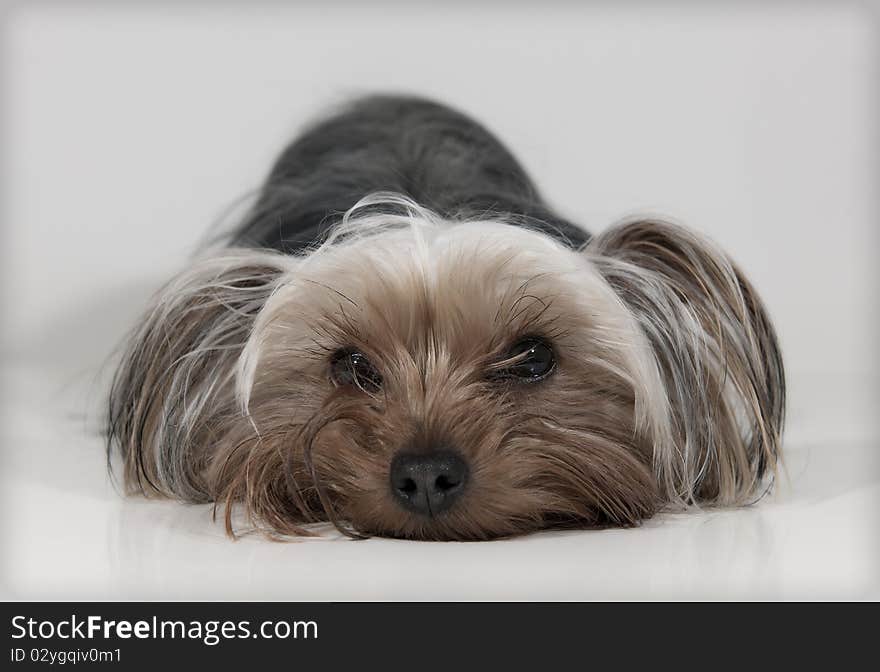 Two year old Yorkshire Terrier. Two year old Yorkshire Terrier