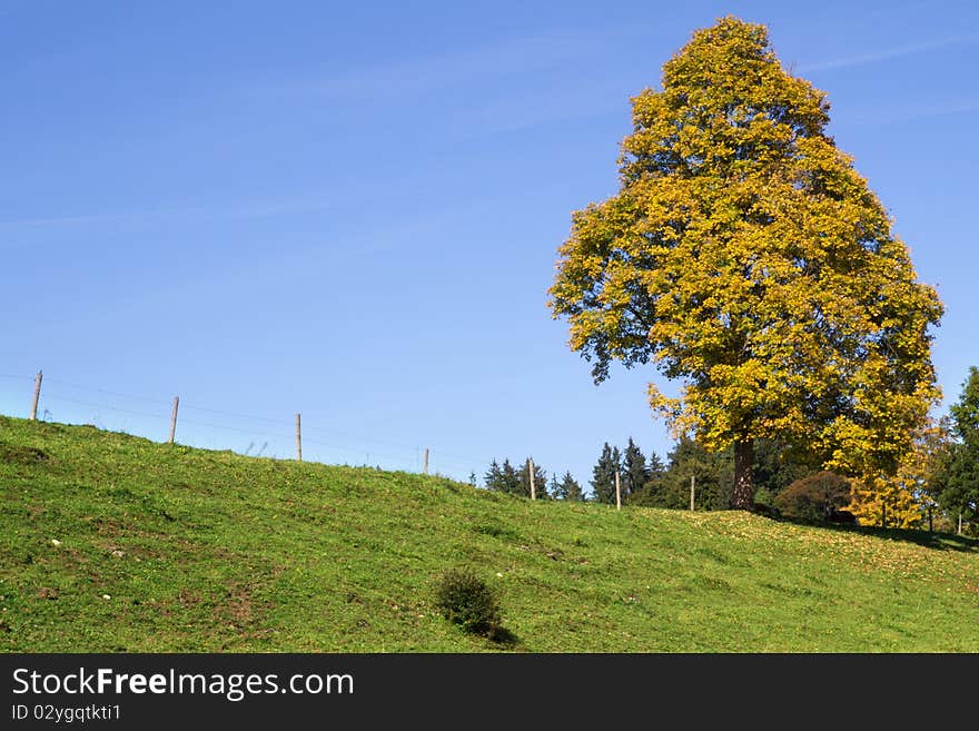 Single tree on a meadow in autumn, colorful leaves. Single tree on a meadow in autumn, colorful leaves