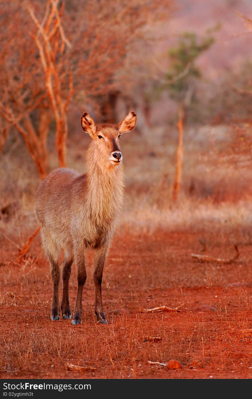 Female Waterbuck (Kobus ellipsiprymnus)