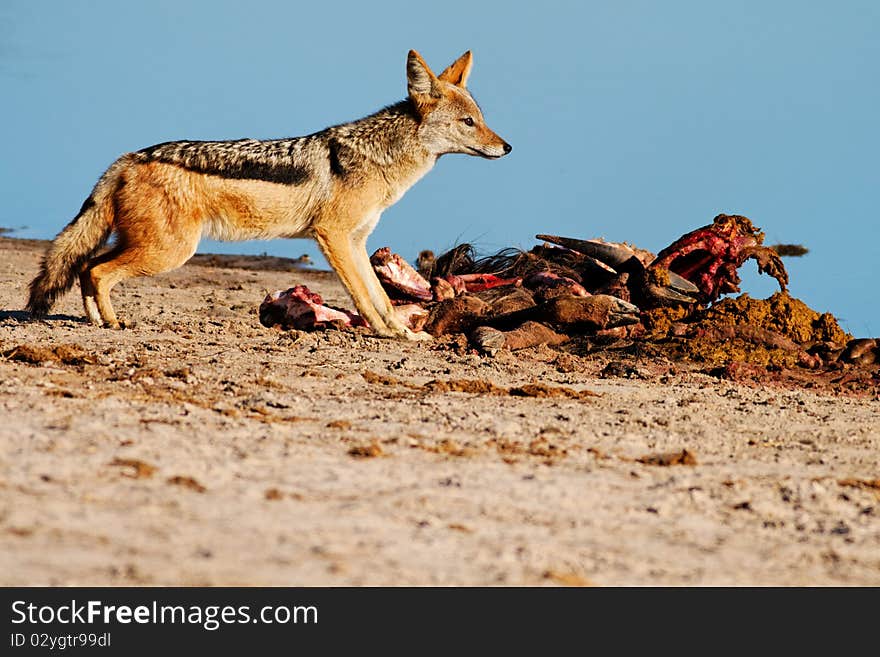 Black-backed Jackal (Canis mesomelas) scavenging from a Blue Wildebeest (Connochaetes taurinus) kill.