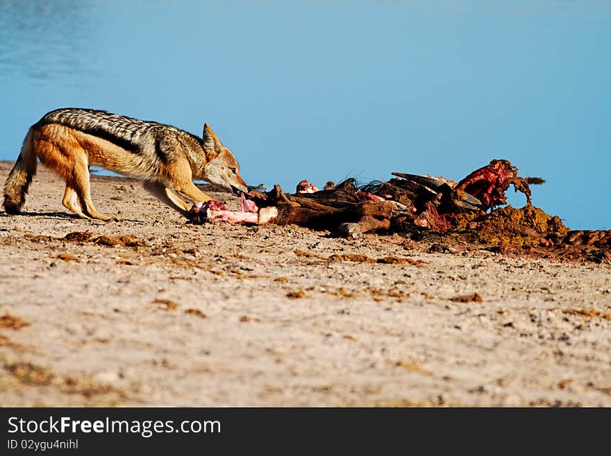 Black-backed Jackal (Canis mesomelas) scavenging from a Blue Wildebeest (Connochaetes taurinus) kill.