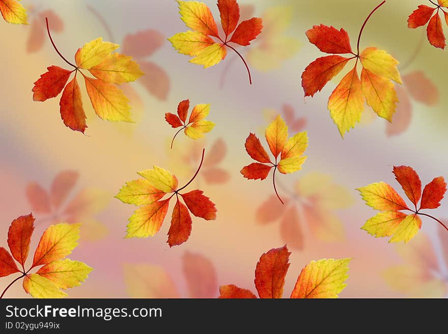 Autumn maple leaves on the background