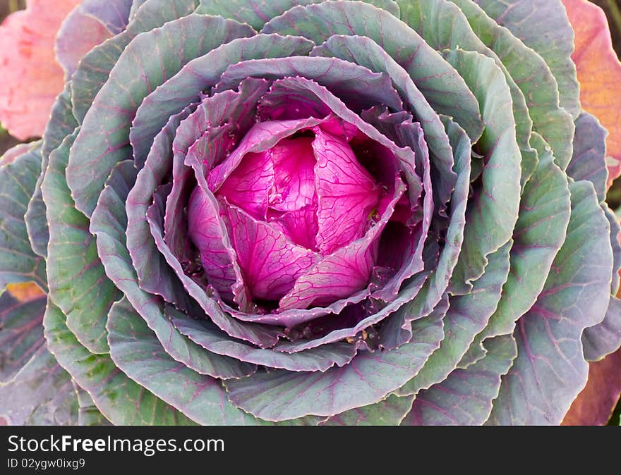 Multicoloured decorative cabbage or kale. Multicoloured decorative cabbage or kale