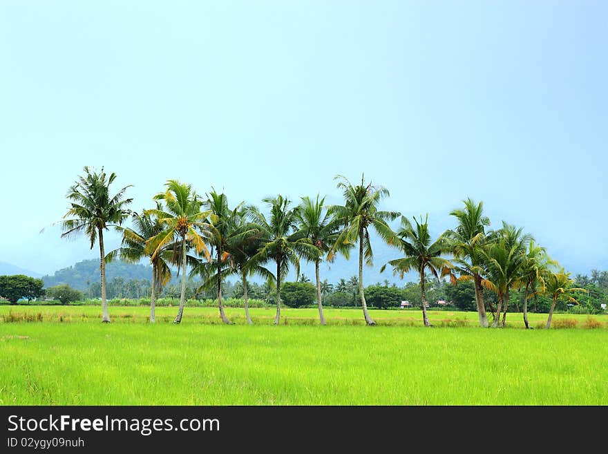 Image of coconut trees at paddy field with clear blue sky. Image of coconut trees at paddy field with clear blue sky