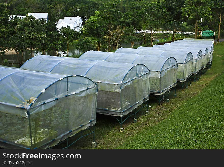 HYDROPONIC FARM