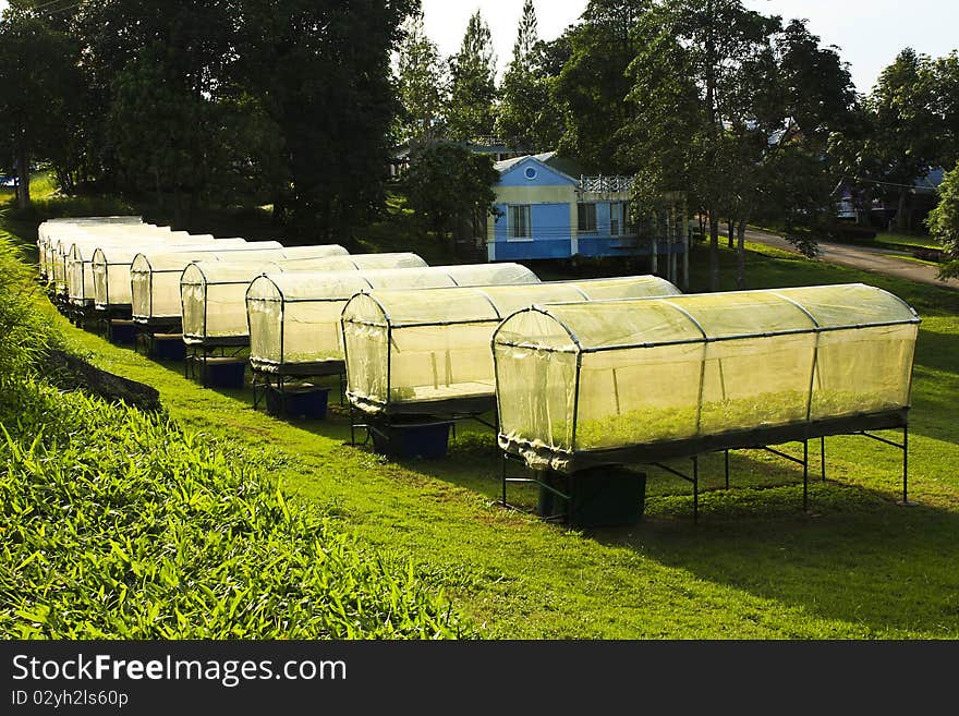 Many house of hydroponic farm in resort,Thailand