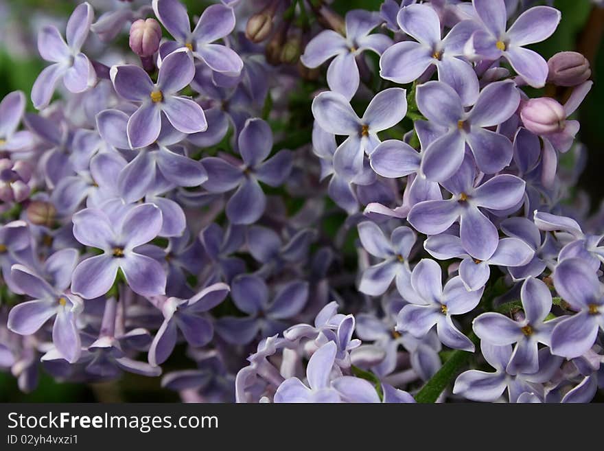 Blossoming branch of a lilac