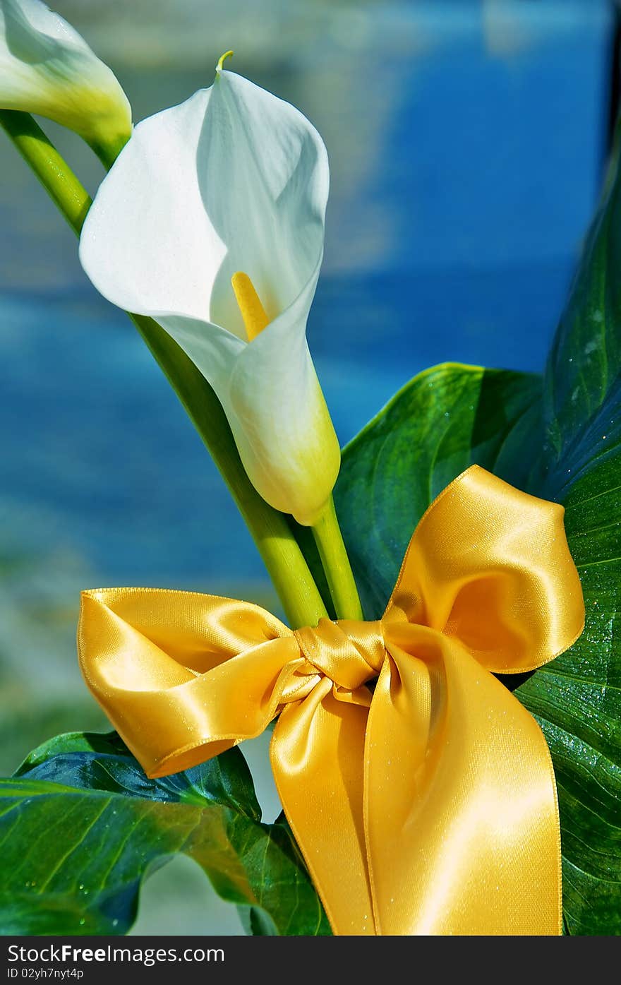 Closeup of calla with beautiful golden bow. Closeup of calla with beautiful golden bow