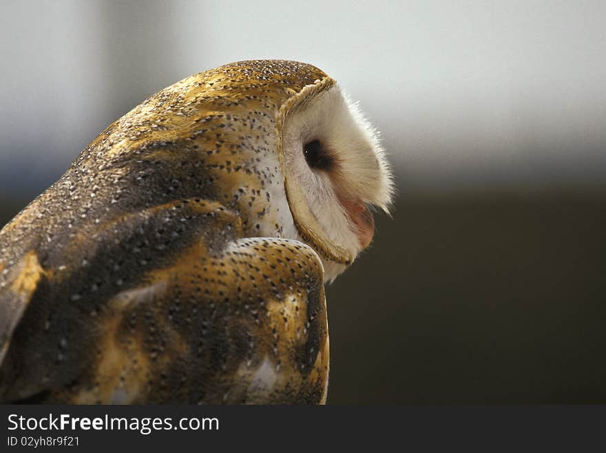 Barn Owl in profile