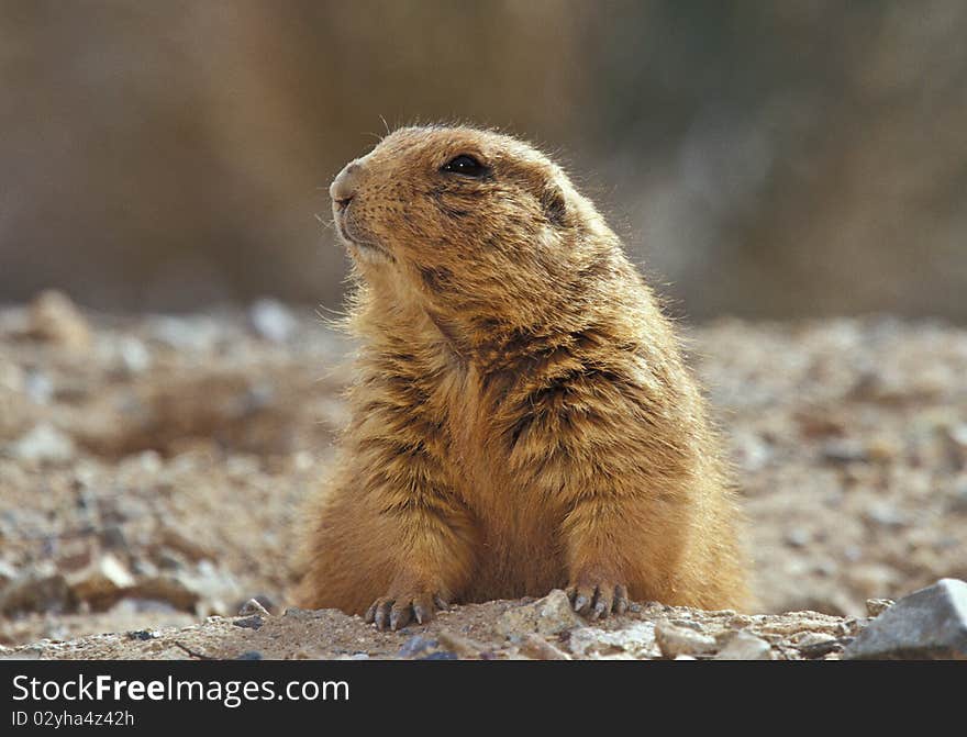 Black-tailed Prairie Dog