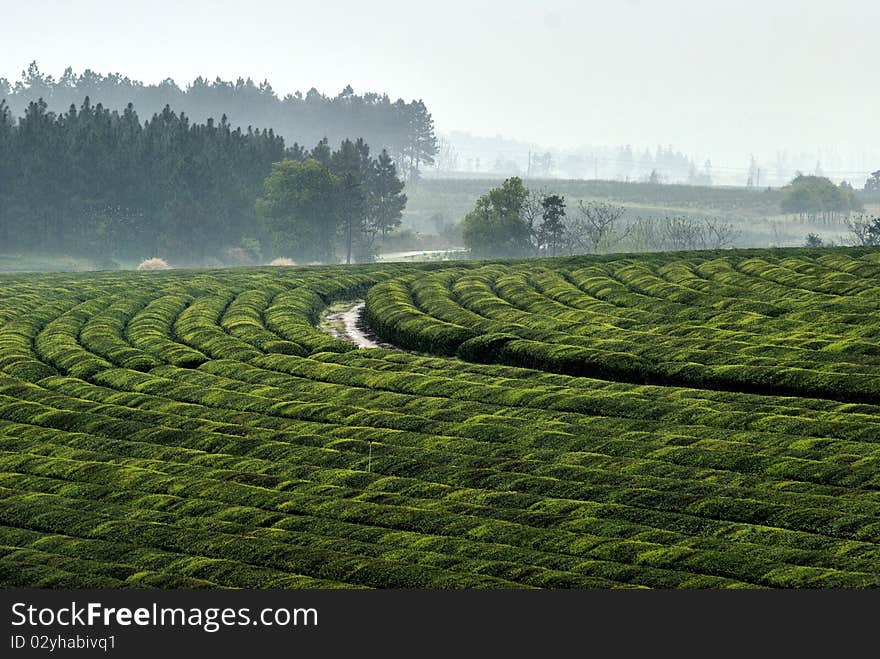 Tea gardens in nanchang, jiangxi, the township in 2010, on March 14th. Tea gardens in nanchang, jiangxi, the township in 2010, on March 14th