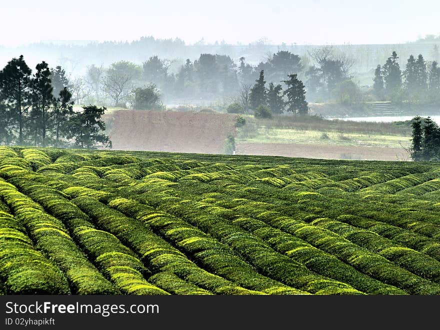 Tea gardens in nanchang, jiangxi, the township in 2010, on March 14th. Tea gardens in nanchang, jiangxi, the township in 2010, on March 14th