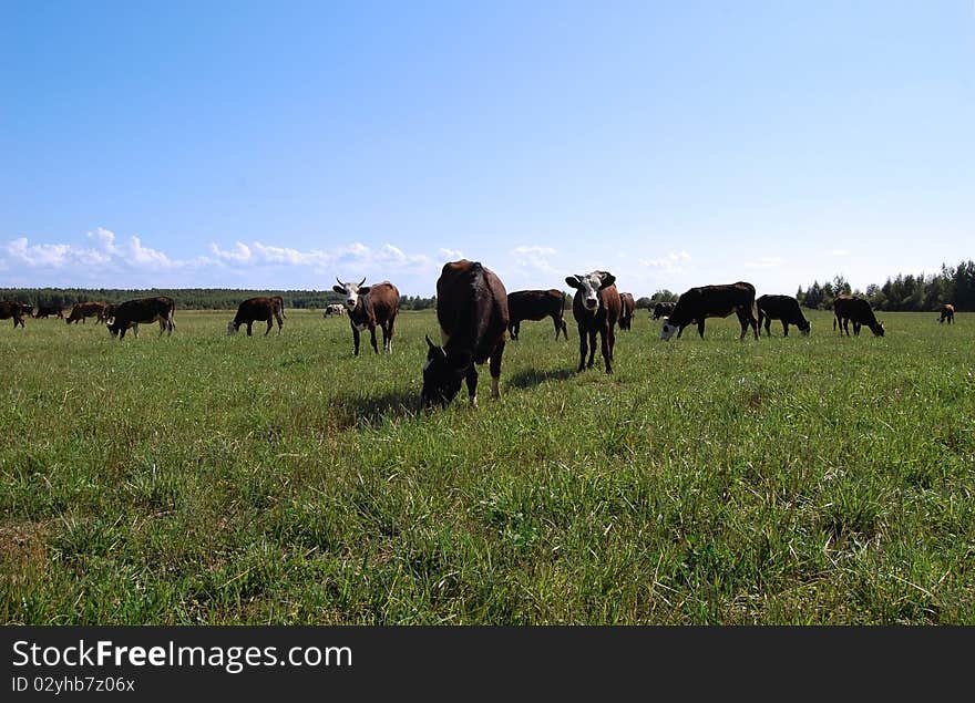 Cows In A Meadow