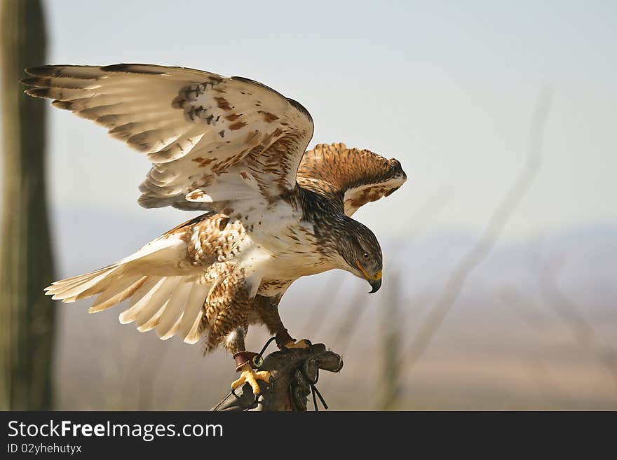 Ferruginous Hawk taking off