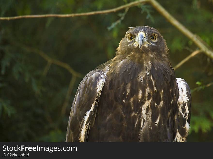 Golden Eagle