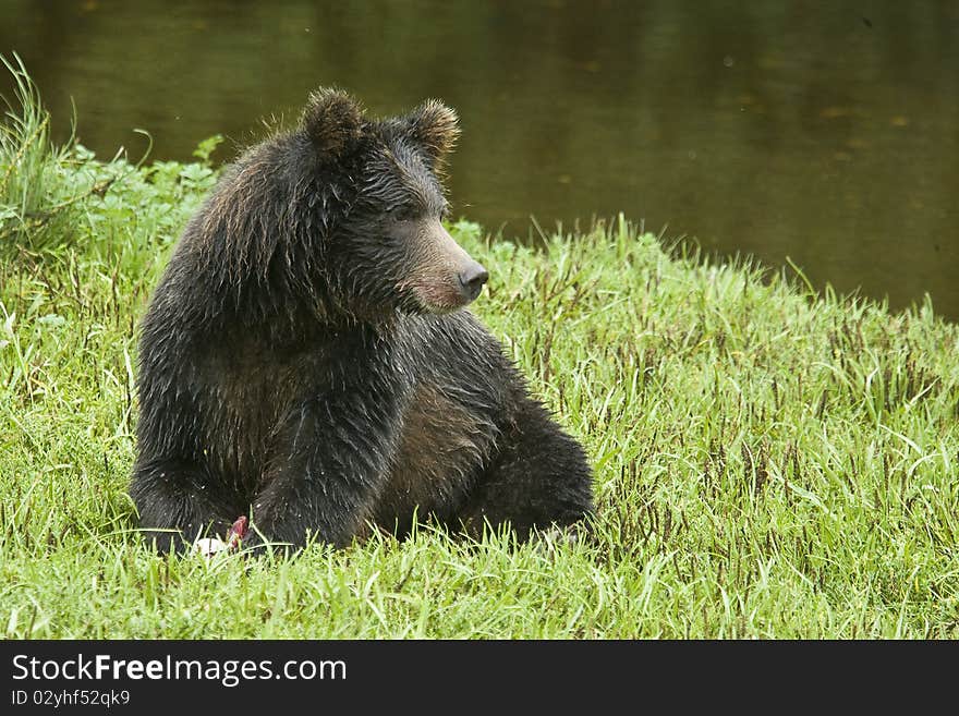 Grizzly Bear At Rest