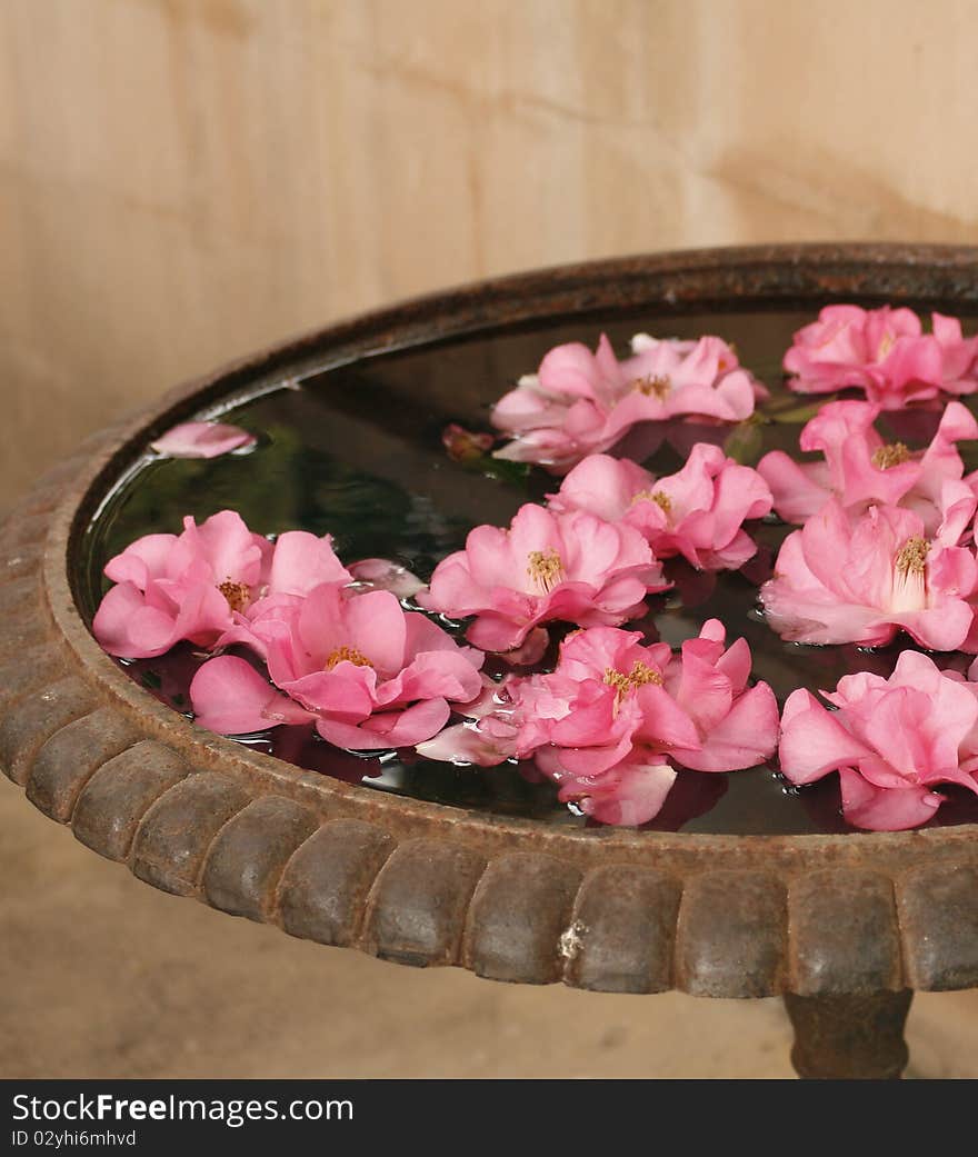 Pink flowers floating peacefully on water. Pink flowers floating peacefully on water