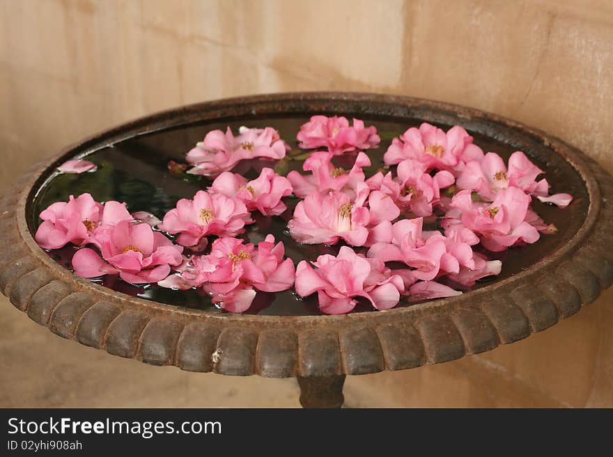 Pink flowers floating peacefully on water. Pink flowers floating peacefully on water