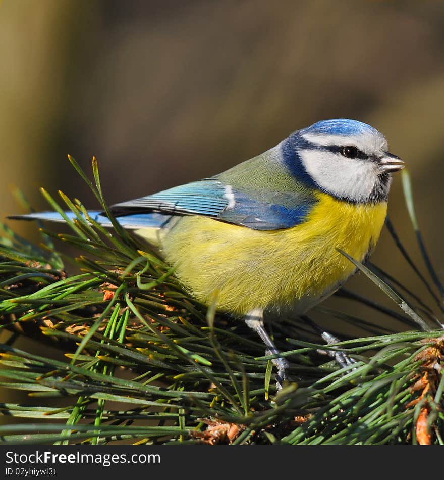 Blue Tit On A Fir Tree Branch