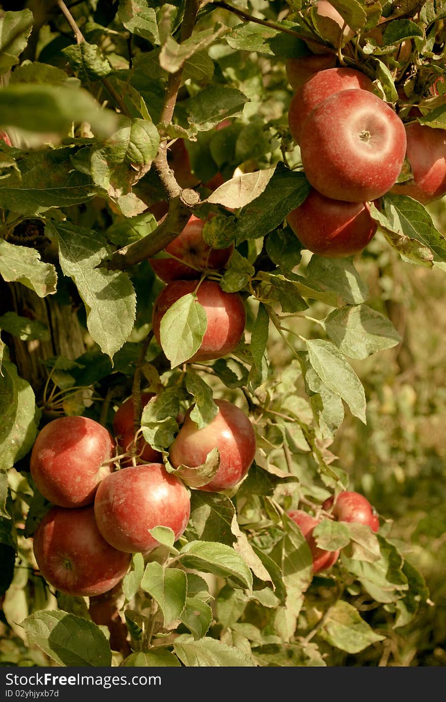 Cluster of ripe red apples