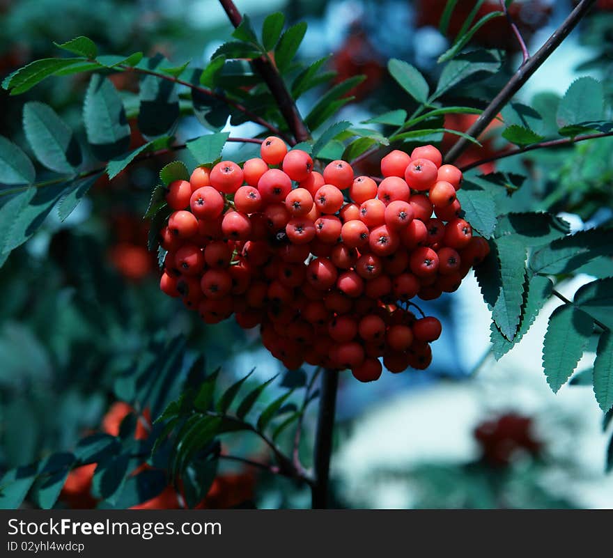 An ashberry- summer in a town in central Poland. An ashberry- summer in a town in central Poland