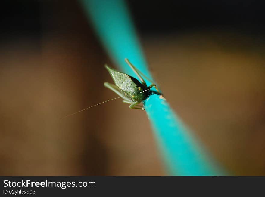 Green Grass Hopper on a blue rope shot at a unique angle.